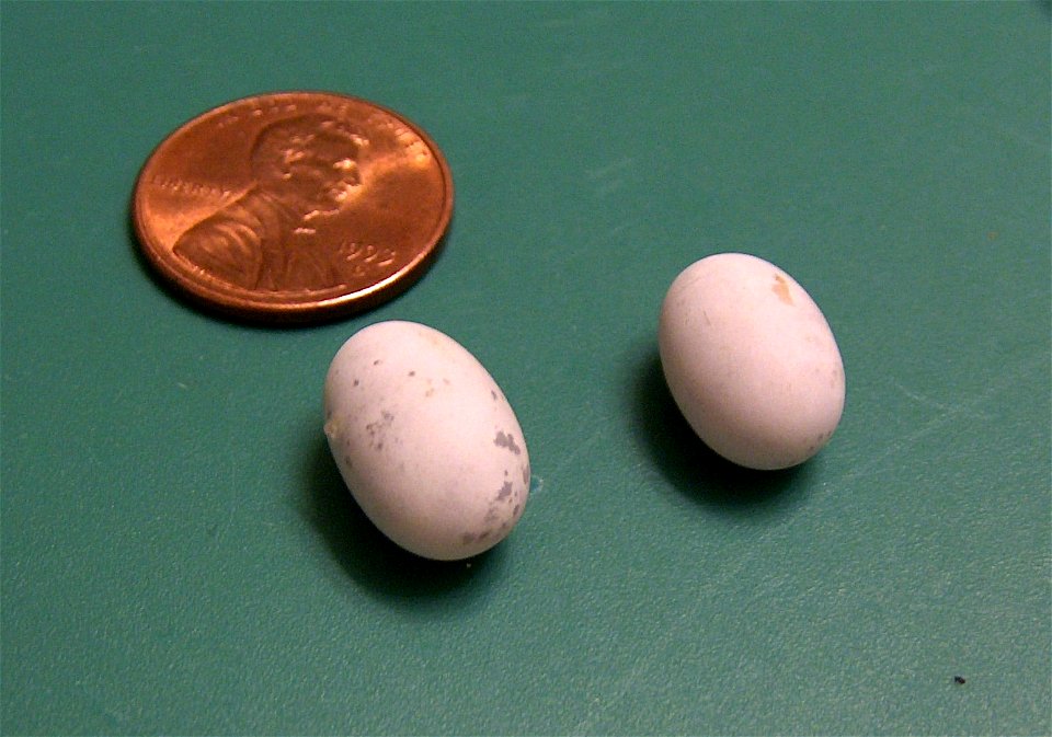 Ground Skink (Scincella lateralis) Eggs