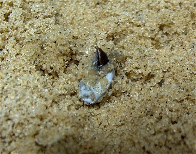 Ground Skink (Scincella lateralis) hatching from an egg.