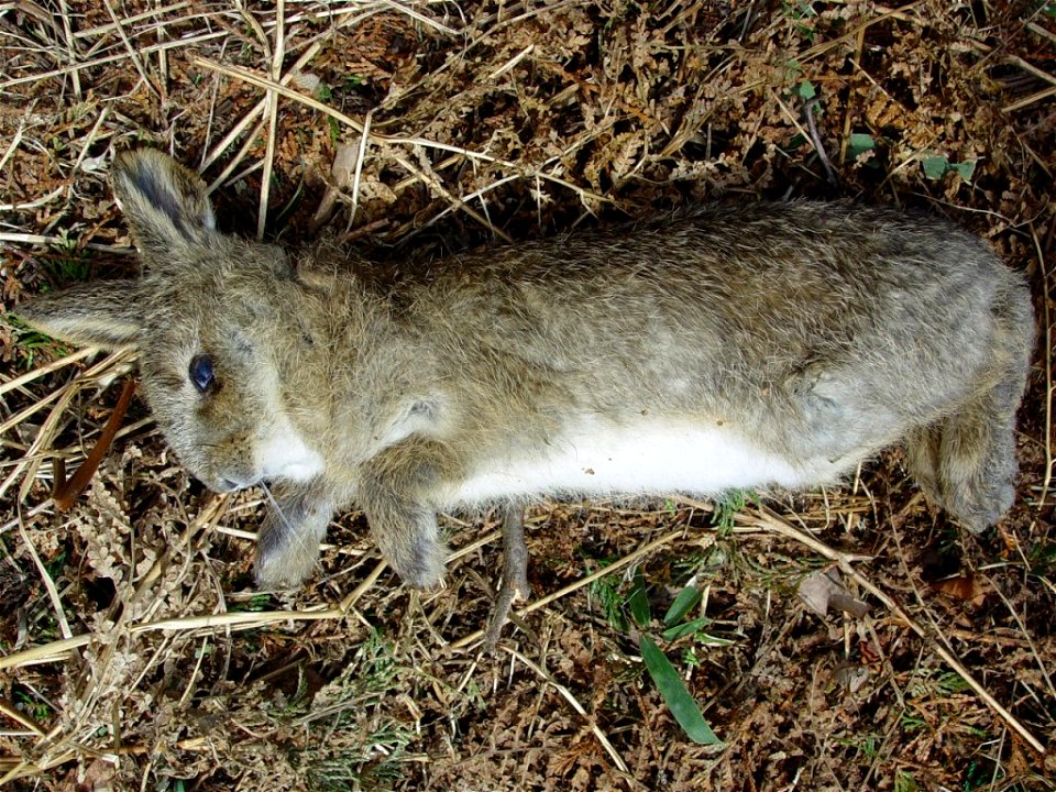 Japanese Hare in Mount Syo of Yōrō Mountains