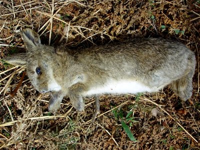 Japanese Hare in Mount Syo of Yōrō Mountains