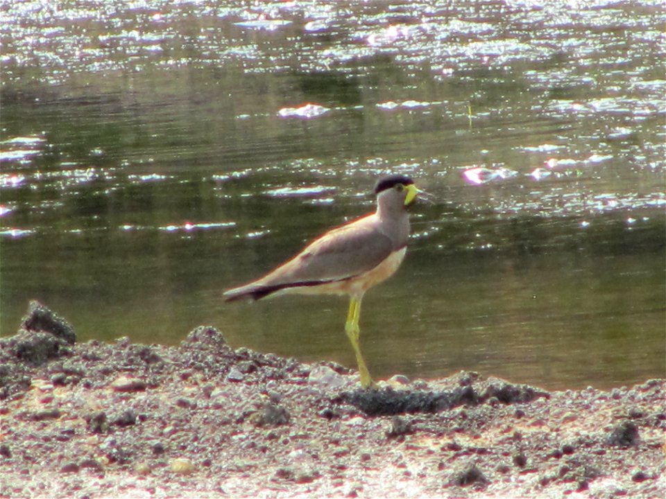 Photo of Yellow-wattled Lapwing (Vanellus malabaricus)