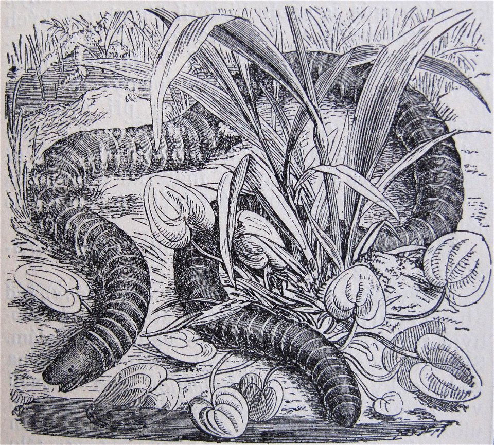 Původní popisek: Č. 966. Červor kroužkovaný (Siphonops annulata Wagl.).