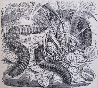 Původní popisek: Č. 966. Červor kroužkovaný (Siphonops annulata Wagl.).