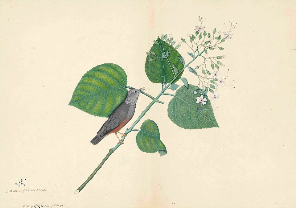 Sturnus malabaricus by Sheikh Zayn al-Din