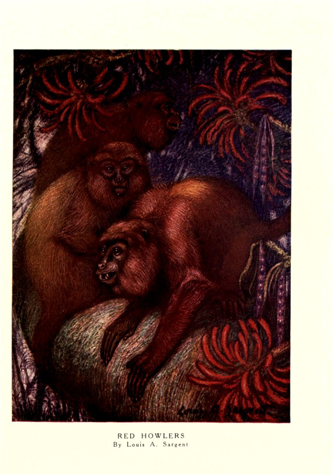 Red Howlers (Mycetes seniculus syn. Alouatta seniculus) by Louis A. Sargent