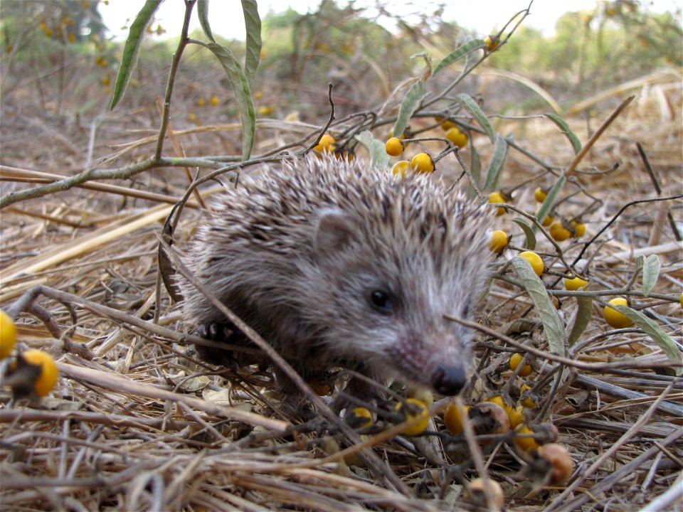 Hedgehog in the village (Sirkin)