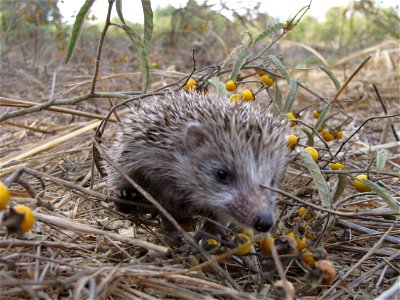 Hedgehog in the village (Sirkin) photo