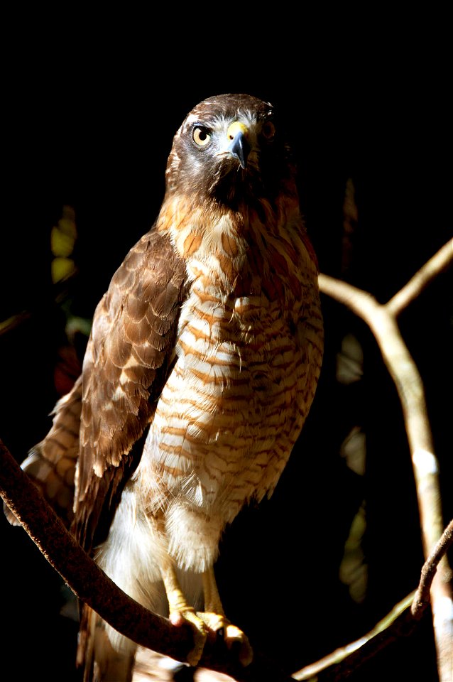 Gavião-carijó no zoológico da Universidade de Caxias do Sul. Caxias do Sul, Rio Grande do Sul, Brasil.