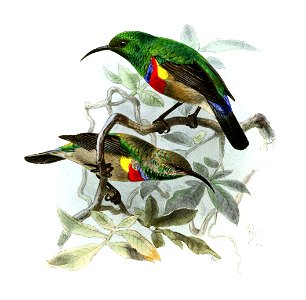 Cinnyris chalybeus