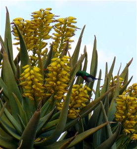 Lesser Doublecollared Sun Bird (Nectarinia chalybea Syn. Cinnyris chalybeus) in Quiver Tree, Karoo Desert National Botanical Garden, Worcester, Cape.