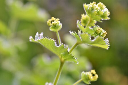 Nature flower green