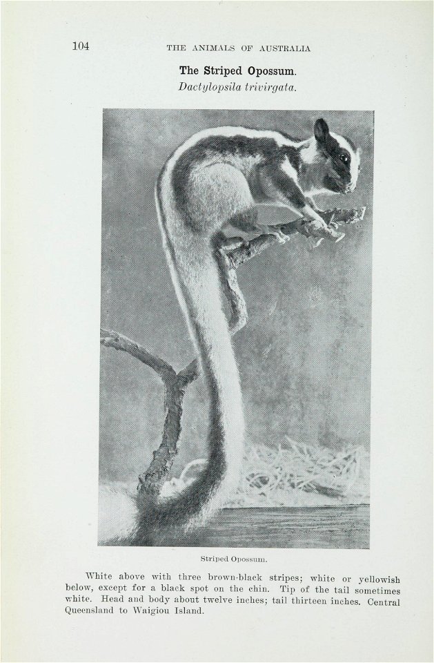 The animals of Australia : animals, reptiles and amphibians /