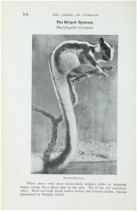 The animals of Australia : animals, reptiles and amphibians /
