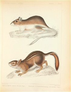 Mammals of North America; the description of species based chiefly on the collections in the Museum of the Smithsonian Institution.