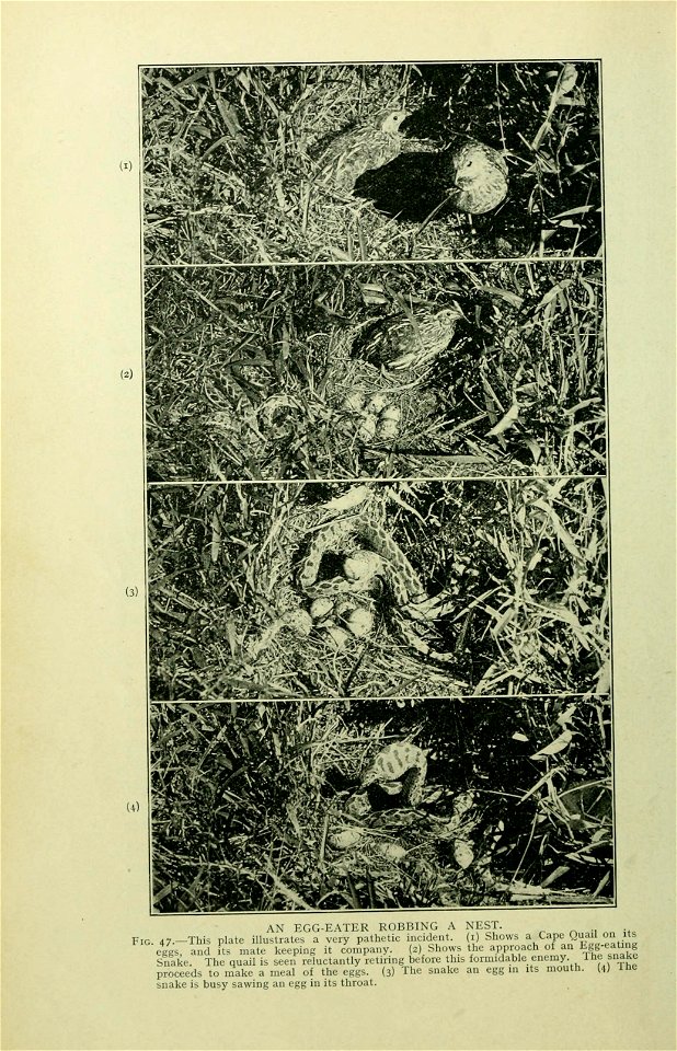 The snakes of South Africa : their venom and the treatment of snake bite / by F. W. Fitzsimmons.