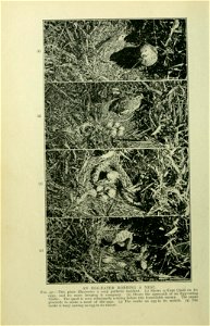 The snakes of South Africa : their venom and the treatment of snake bite / by F. W. Fitzsimmons.
