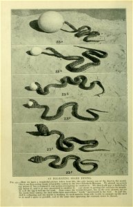 The snakes of South Africa : their venom and the treatment of snake bite / by F. W. Fitzsimmons. photo