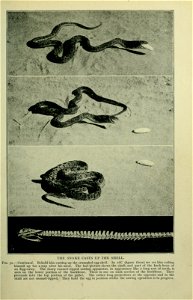 The snakes of South Africa : their venom and the treatment of snake bite / by F. W. Fitzsimmons.