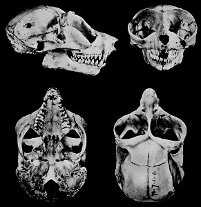 Skull of Loris lydekkerianus. Specimen 94.7.1.1 British Museum.