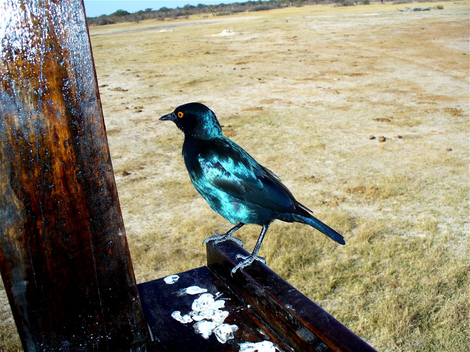 I am the originator of this photo. I hold the copyright. I release it to the public domain. This photo depicts a bird.