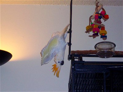 Citron-crested Cockatoo (Cacatua sulphurea citrinocristata)