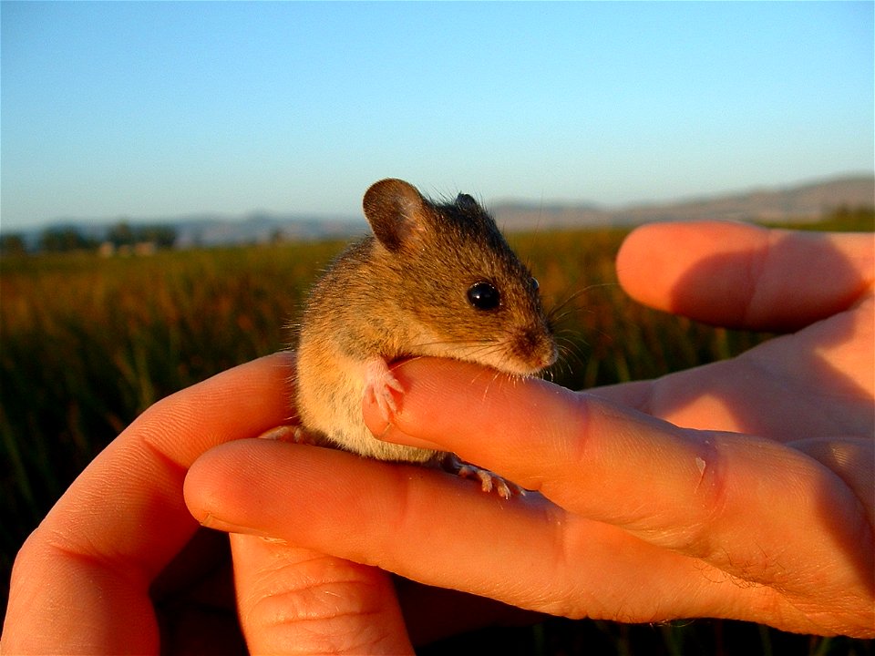 Salt Marsh Harvest Mouse (Reithrodontomys raviventris)