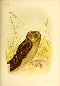 PL. m 
"vol vr. 
STRIX TENEBRICOSUS (Could' 
Sooty Owl 

G.J Bpoinowski Fecib