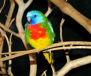 Scarlet-chested Parrot photo
