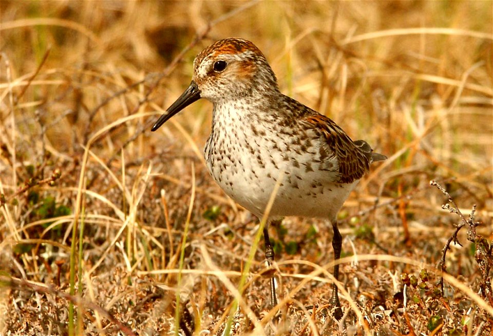 : Western Sandpiper (Calidris mauri)