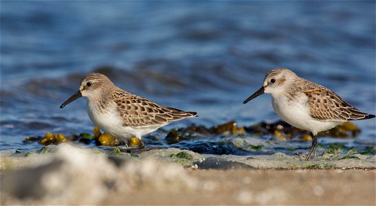 Western Sandpipers You are free to use this image with the following photo credit: Peter Pearsall/U.S. Fish and Wildlife Service photo