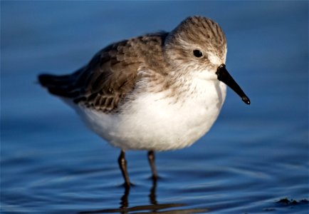 Western Sandpiper in winter You are free to use this image with the following photo credit: Peter Pearsall/U.S. Fish and Wildlife Service photo