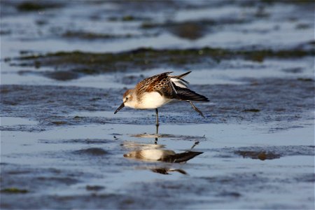 Western Sandpiper You are free to use this image with the following photo credit: Peter Pearsall/U.S. Fish and Wildlife Service photo