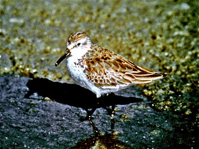 Western Sandpiper Calidris mauri at North Carolina National Estuarine Research Reserve, from NOAA.