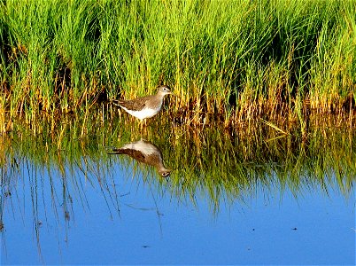 Solitary sandpipers are occassionaly observed on Seedskadee NWR during migration.  
Cool Facts: The Solitary Sandpiper lays its eggs in the tree nests of several different song birds, particularly tho