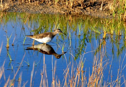 Solitary sandpipers are occassionaly observed on Seedskadee NWR during migration.  
Cool Facts The Solitary Sandpiper lays its eggs in the tree nests of several different song birds, particularly thos