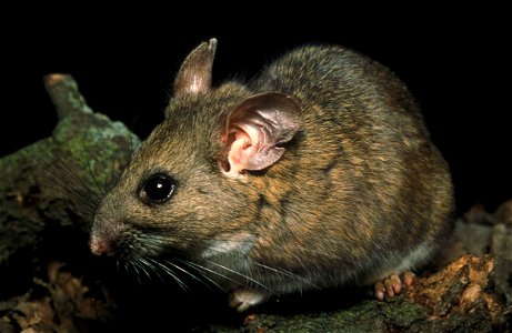 Image title: Riparian woodrat neotoma fuscipes riparia endangered mammal species
Image from Public domain images website, http://www.public-domain-image.com/full-image/fauna-animals-public-domain-imag