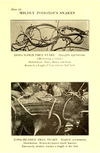 Reptiles of the world : tortoises and turtles, crocodilians, lizards and snakes of the eastern and western hemispheres / by Raymond L. Ditmars.