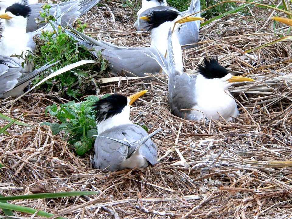Crested Terns on Montague Island in October 2005