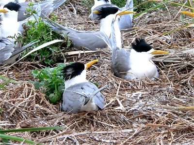 Crested Terns on Montague Island in October 2005