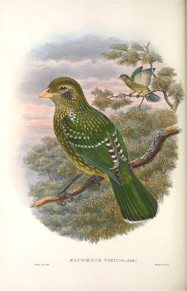 Ailuroedus viridis = Ailuroedus crassirostris - Monograph of the Paradiseidae, or Birds of Paradise, and Ptilonorhynchidae, or Bower-birds. v.2 (1891-1898).