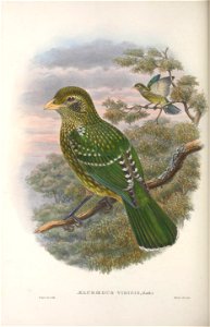 Ailuroedus viridis = Ailuroedus crassirostris - Monograph of the Paradiseidae, or Birds of Paradise, and Ptilonorhynchidae, or Bower-birds. v.2 (1891-1898).