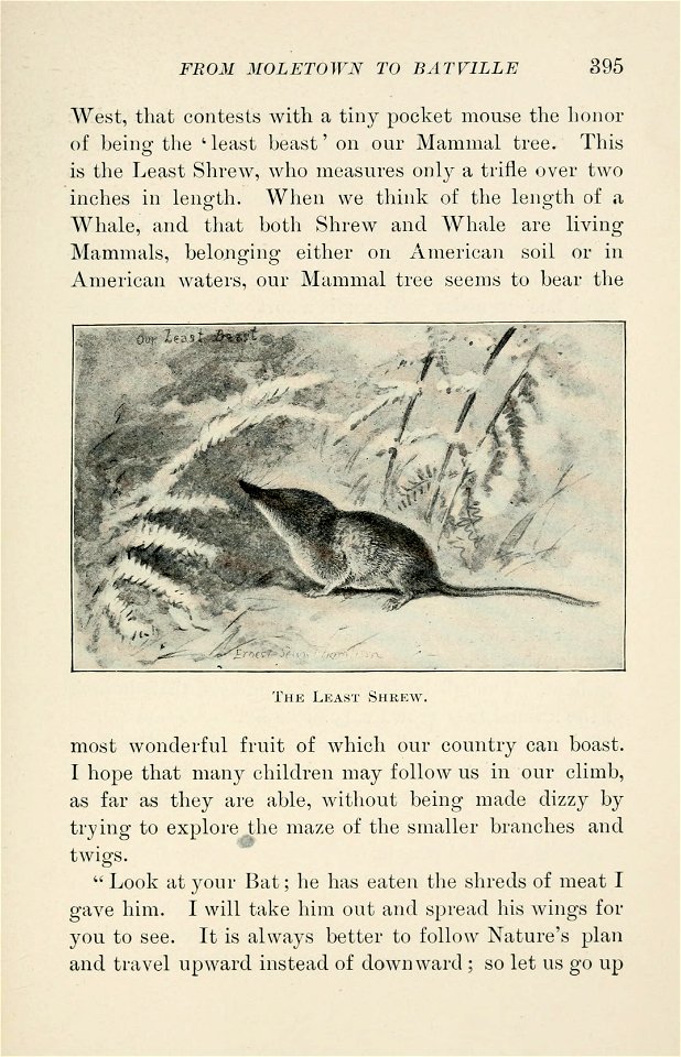 Four-footed Americans and their kin /  by Mabel Osgood Wright ; edited by Frank M. Chapman ; illustrated by Ernest Seton Thompson.
