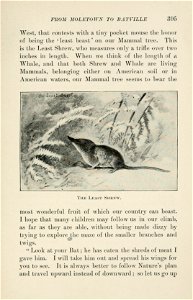 Four-footed Americans and their kin /  by Mabel Osgood Wright ; edited by Frank M. Chapman ; illustrated by Ernest Seton Thompson.