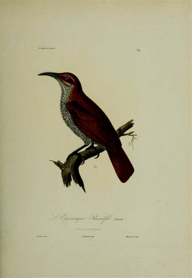 Histoire naturelle des oiseaux de paradis et des épimaques : ouvrage orné de planches, dessinées et gravées par les meilleurs artistes / par R.-P. Lesson ...
