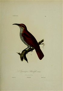 Histoire naturelle des oiseaux de paradis et des épimaques : ouvrage orné de planches, dessinées et gravées par les meilleurs artistes / par R.-P. Lesson ...