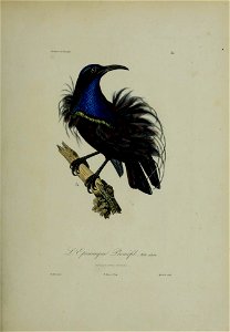 Histoire naturelle des oiseaux de paradis et des épimaques : ouvrage orné de planches, dessinées et gravées par les meilleurs artistes / par R.-P. Lesson ...