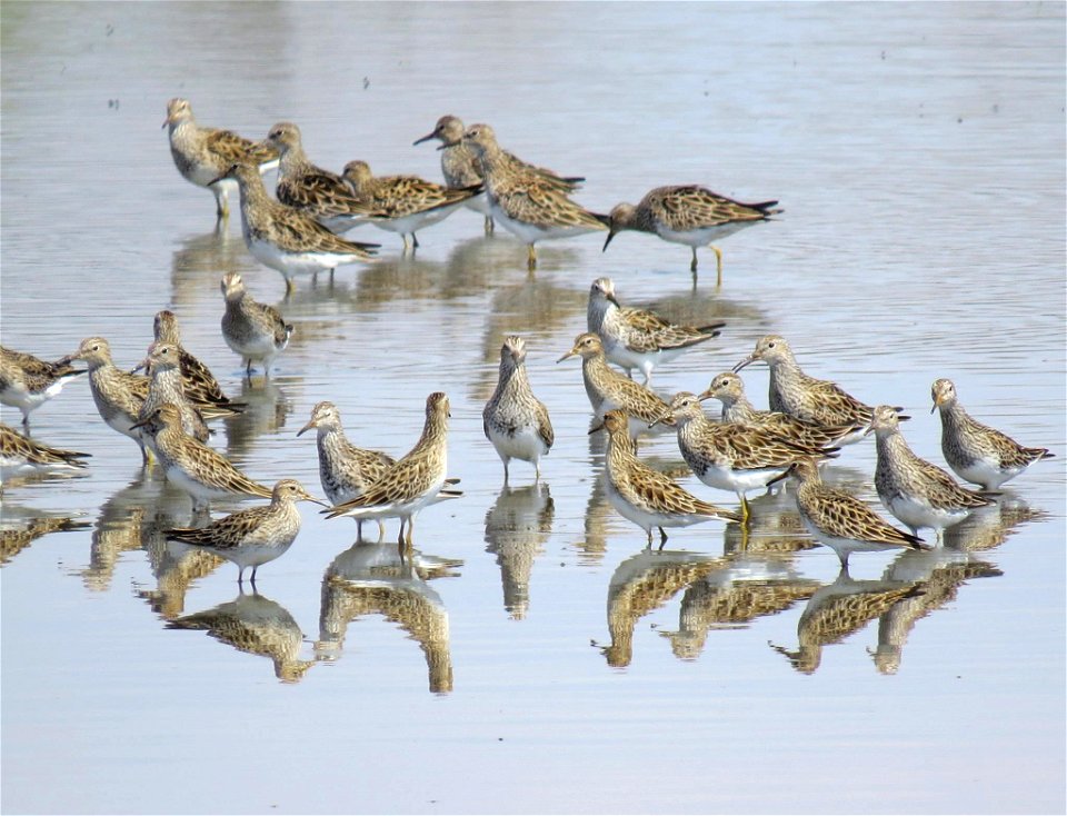 Check out this bunch of pectoral sandpipers spotted at Port Louisa National Wildlife Refuge in Iowa!

Photo by Jessica Bolser/USFWS.