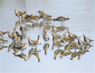 Check out this bunch of pectoral sandpipers spotted at Port Louisa National Wildlife Refuge in Iowa! Photo by Jessica Bolser/USFWS. photo
