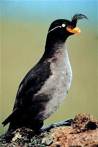 w:Crested Auklet (Aethia cristatella), Kiska Island, Alaska