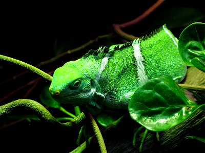 Photographer: Antony Street
...this is not a chameleon, it is an iguana.
Subject: Green Lizard

Location: Perth Zoo, Western Australia